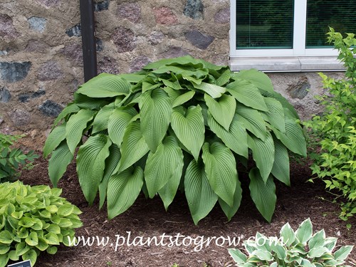 Hosta Jade Cascade (Hosta) 
A nice mature plant with large pointed green cascading leaves